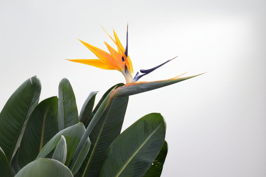 Strelitzia Reginae XL de luxe - Ø30 - 170 cm - Paradijsvogelplant