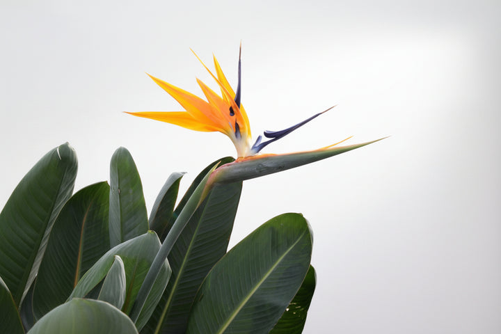 Strelitzia Reginae XL de luxe - Ø30 - 170 cm - Paradijsvogelplant
