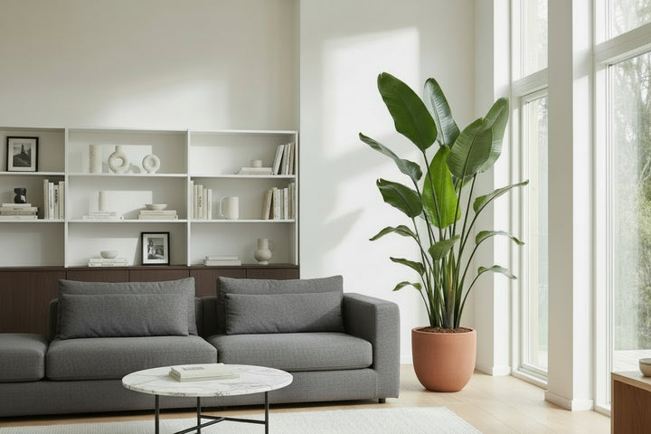 Strelitzia Nicolai XXL - Ø50 - 250cm - Paradijsvogelplant