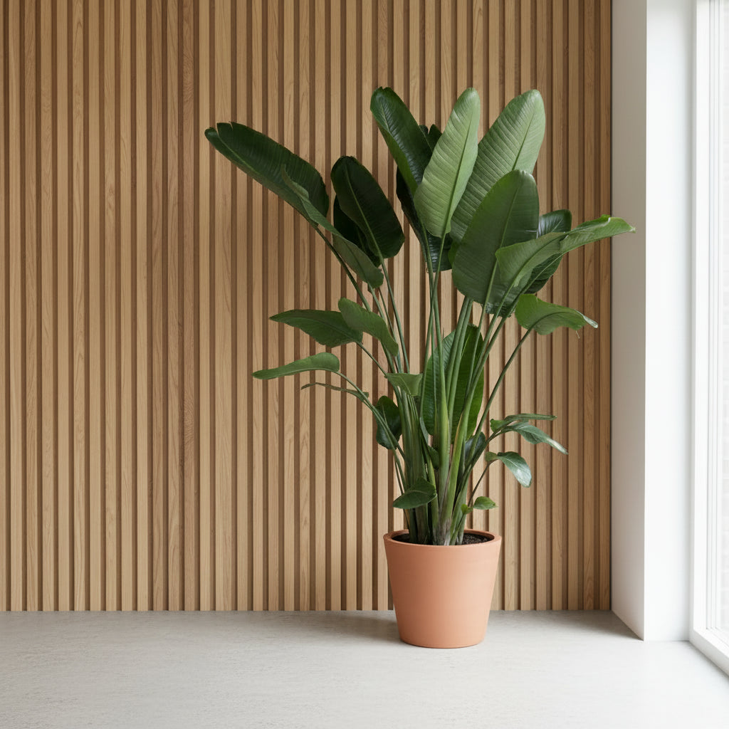 Strelitzia Nicolai XXL - Ø50 - 250cm - Paradijsvogelplant