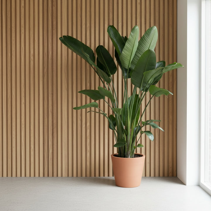 Strelitzia Nicolai XXL - Ø50 - 250cm - Paradijsvogelplant