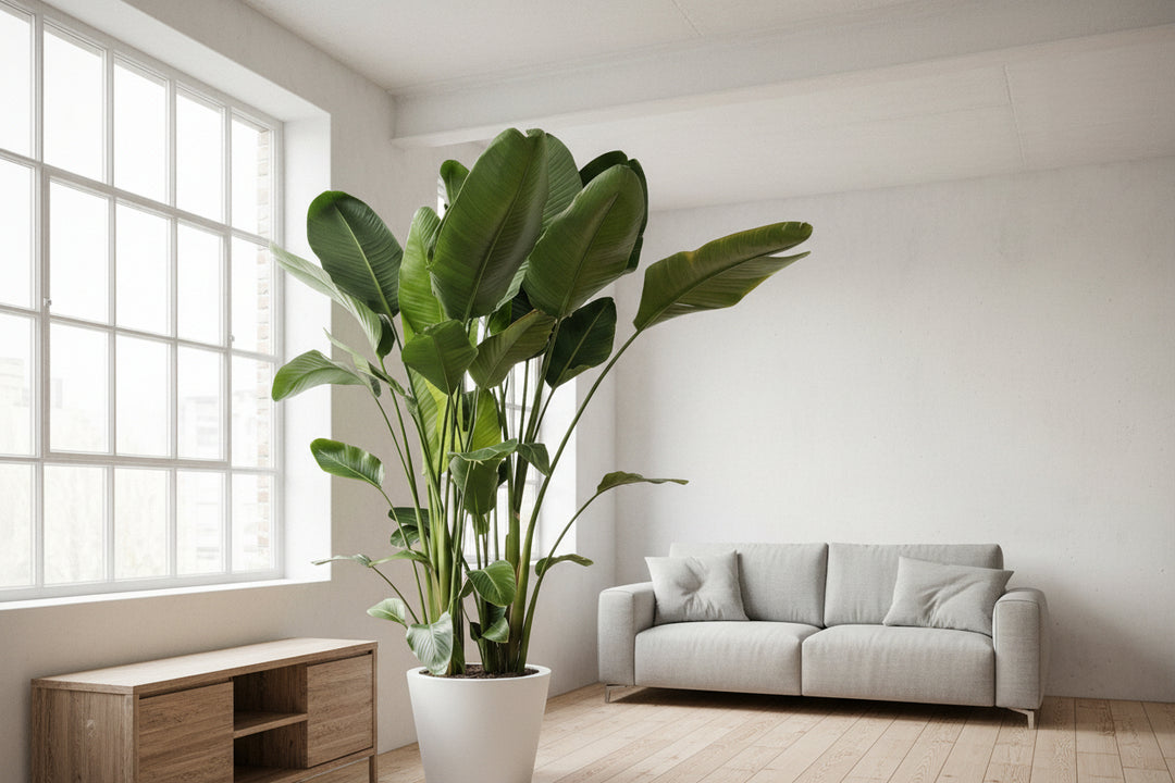 Strelitzia Nicolai XXL - Ø50 - 250cm - Paradijsvogelplant