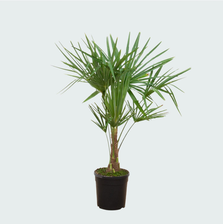 Trachycarpus Fortunei - 120cm - Zimmerpflanze Kaufen