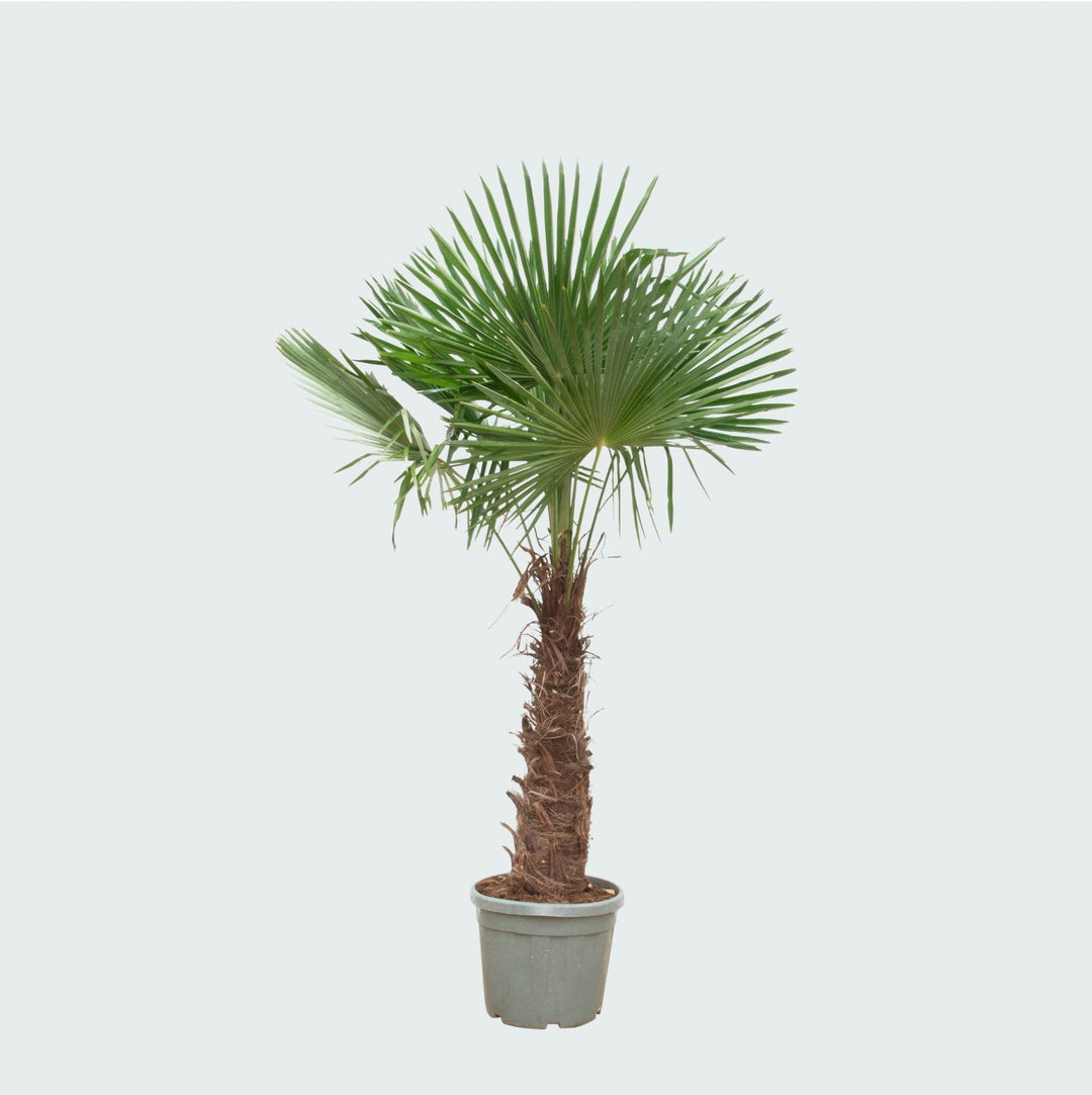 Trachycarpus Fortunei - 270cm - Zimmerpflanze Kaufen
