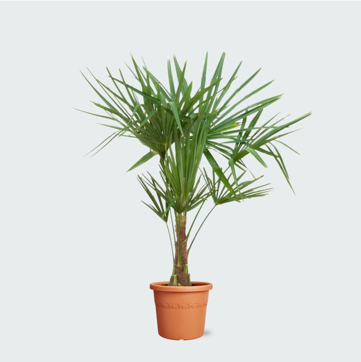 Trachycarpus Fortunei - 120cm - Zimmerpflanze Kaufen