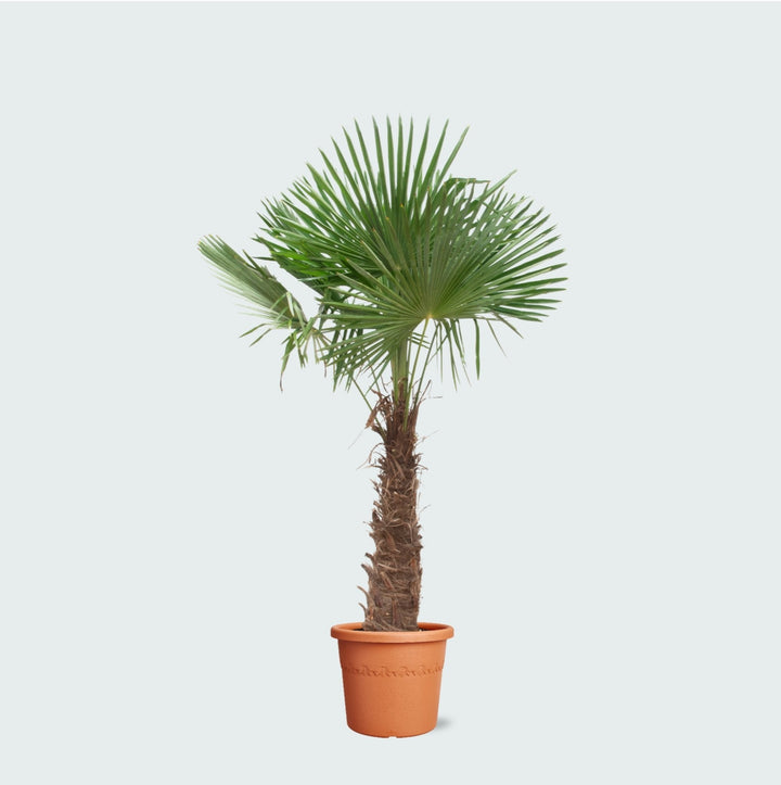 Trachycarpus Fortunei - 270cm - Zimmerpflanze Kaufen