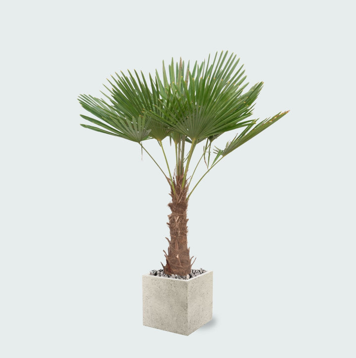 Offre combinée - Trachycarpus Fortunei et pot Grigio Cube - 200cm