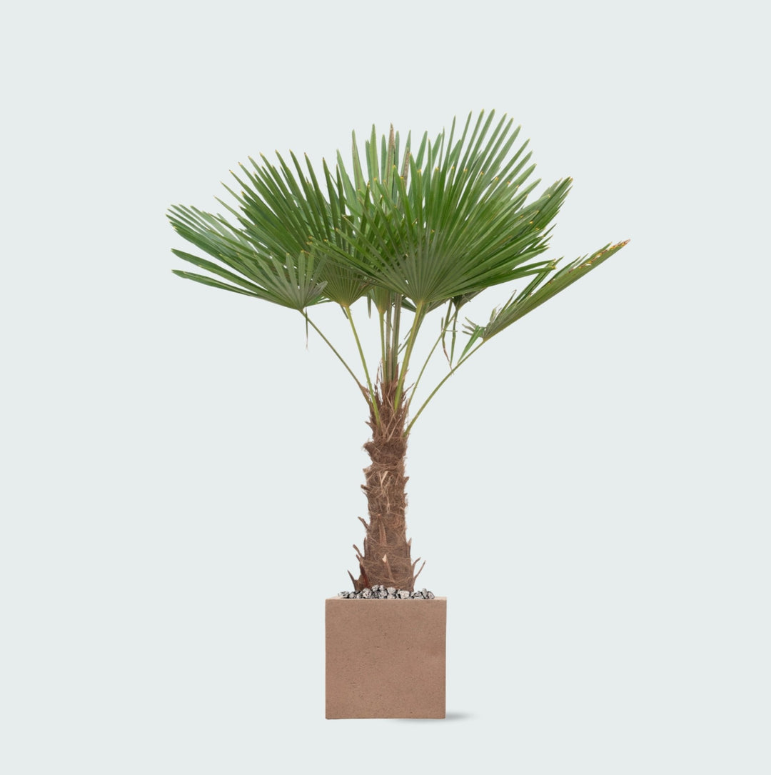 Offre combinée - Trachycarpus Fortunei et pot Grigio Cube - 200cm