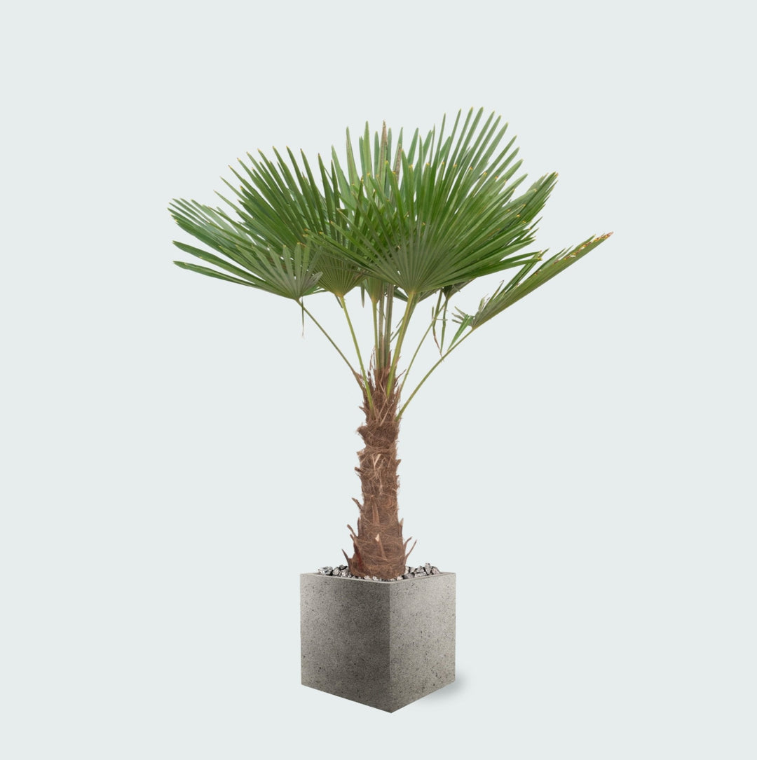 Offre combinée - Trachycarpus Fortunei et pot Grigio Cube - 200cm