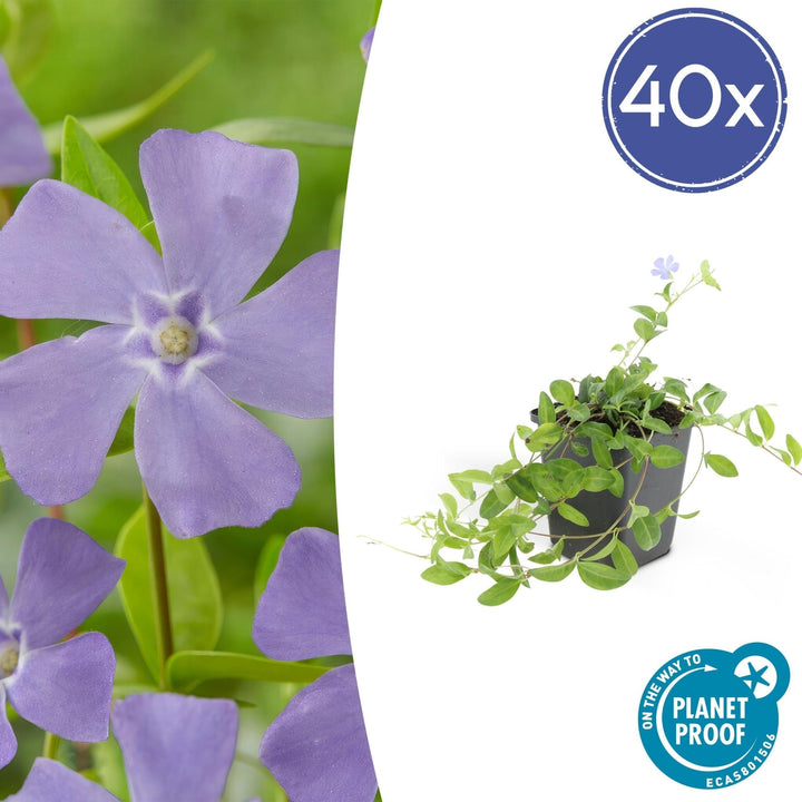 Vinca minor - 20cm - Petite pervenche - Acheter une plante d'intérieur
