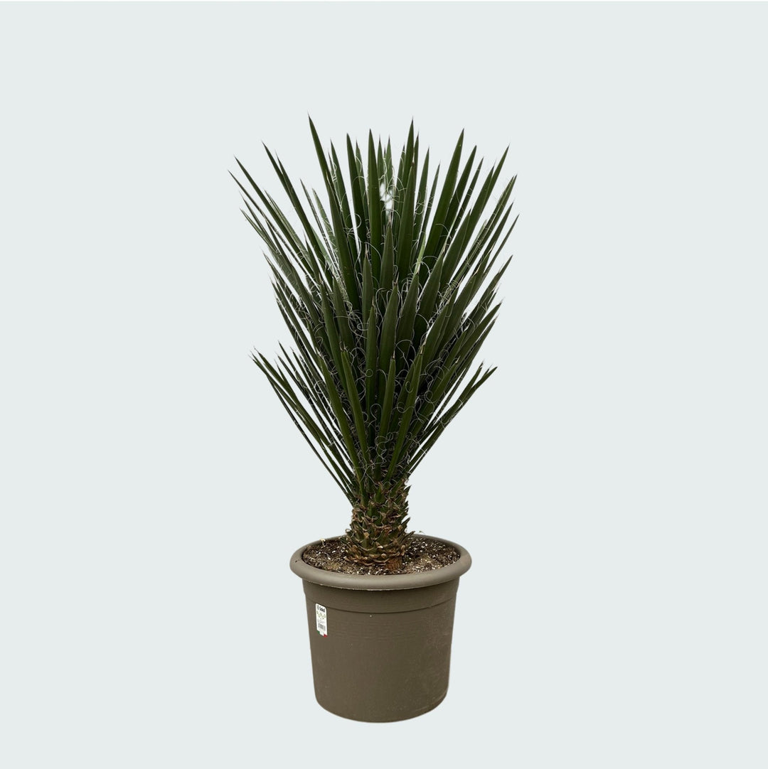 Yucca Filifera - 130 cm - Palmlilie Zimmerpflanze