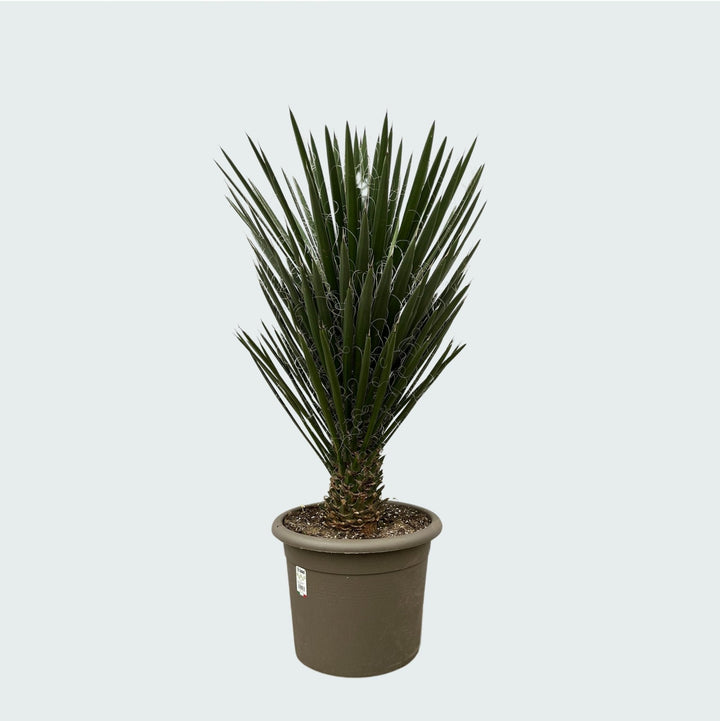 Yucca Filifera - 130 cm - Palmlilie Zimmerpflanze