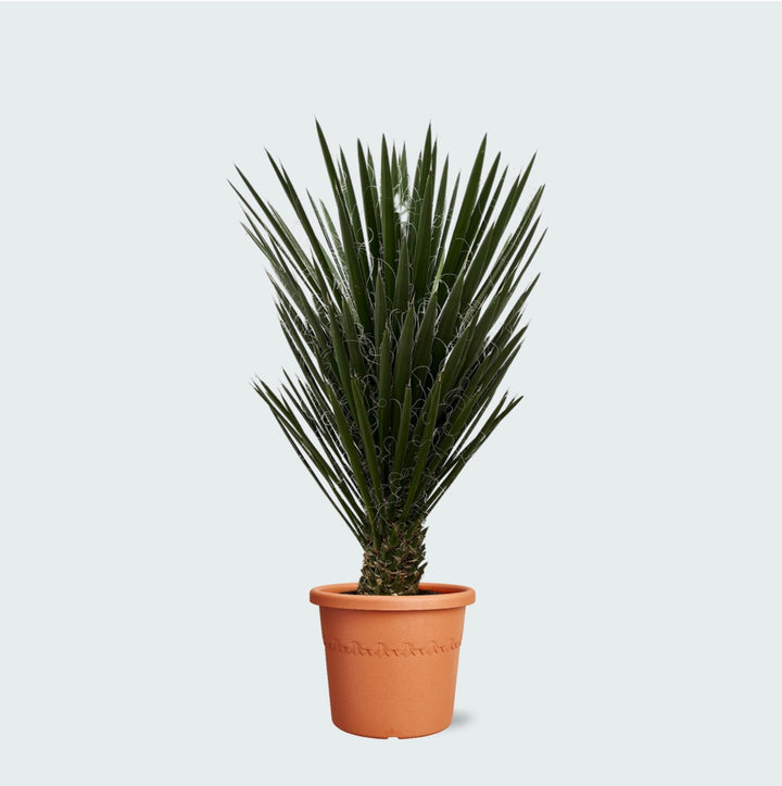 Yucca Filifera - 130 cm - Palmlilie Zimmerpflanze