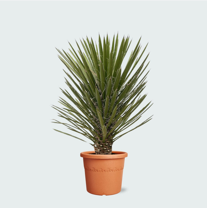 Yucca Filifera Australis - 160cm - Plante d'intérieur Lys de palmier