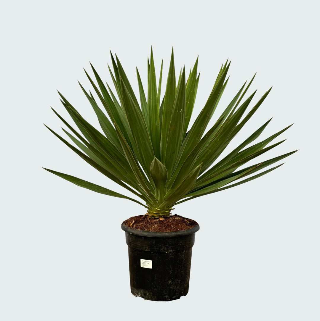 Yucca Gloriosa – 80 cm – Palmlilie Zimmerpflanze
