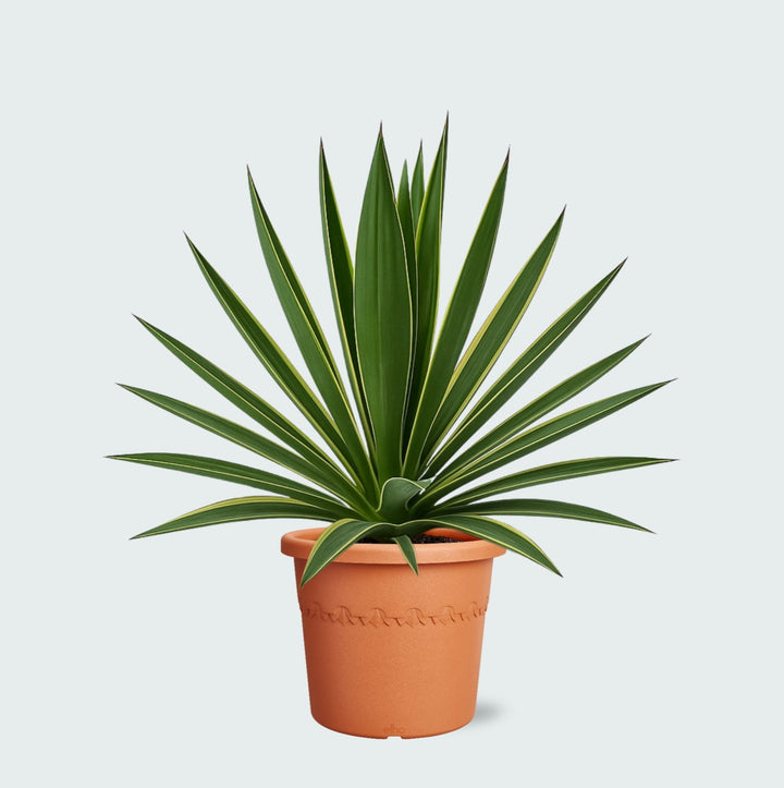 Yucca Gloriosa Variegata - 50cm - Palmlilie Zimmerpflanze