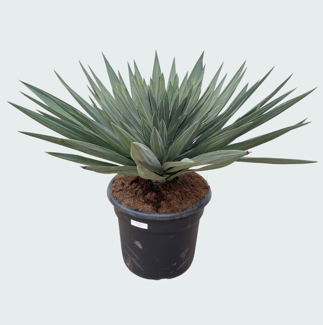 Yucca Gloriosa 'Lone Star' - 140 cm - Palmlilie Zimmerpflanze