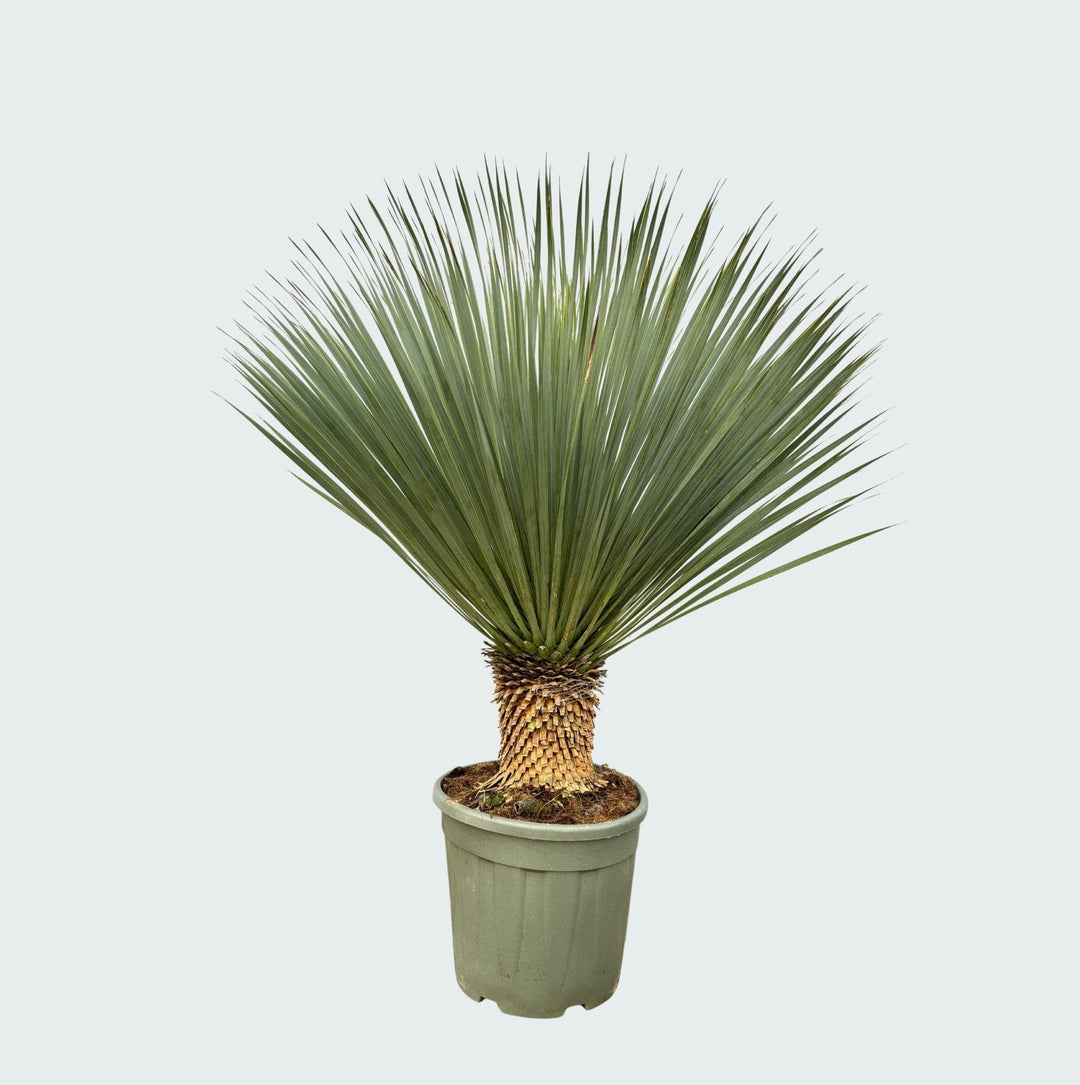 Yucca Rostrata - 120 cm - Blaue Palmlilie Außen | Kaufen