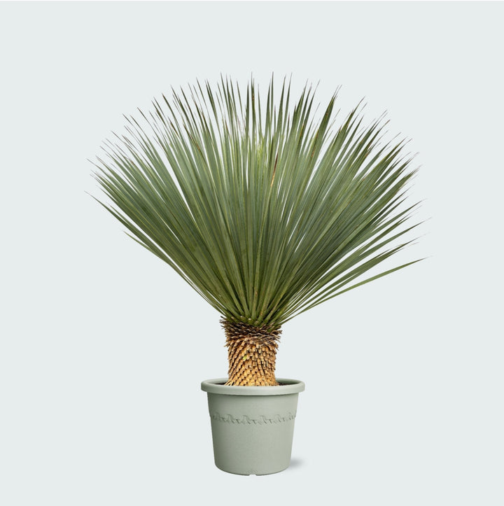 Yucca Rostrata - 120 cm - Blaue Palmlilie Außen | Kaufen