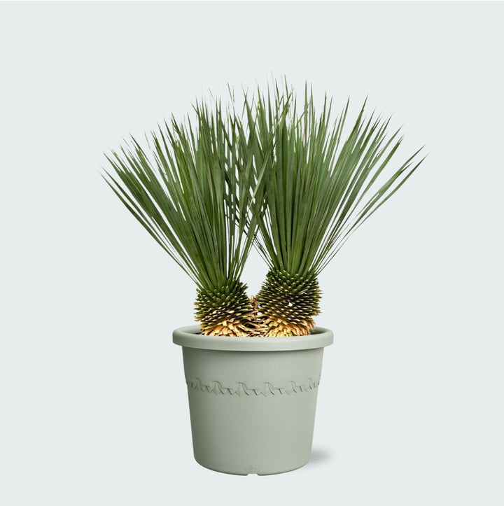 Yucca Rostrata dubbele stam - 120 cm - Blauwe Palmlelie Buiten