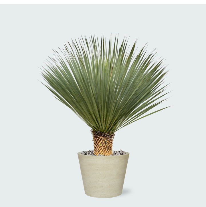Combi deal - Yucca Rostrata op stam inclusief Bucket - 120 cm