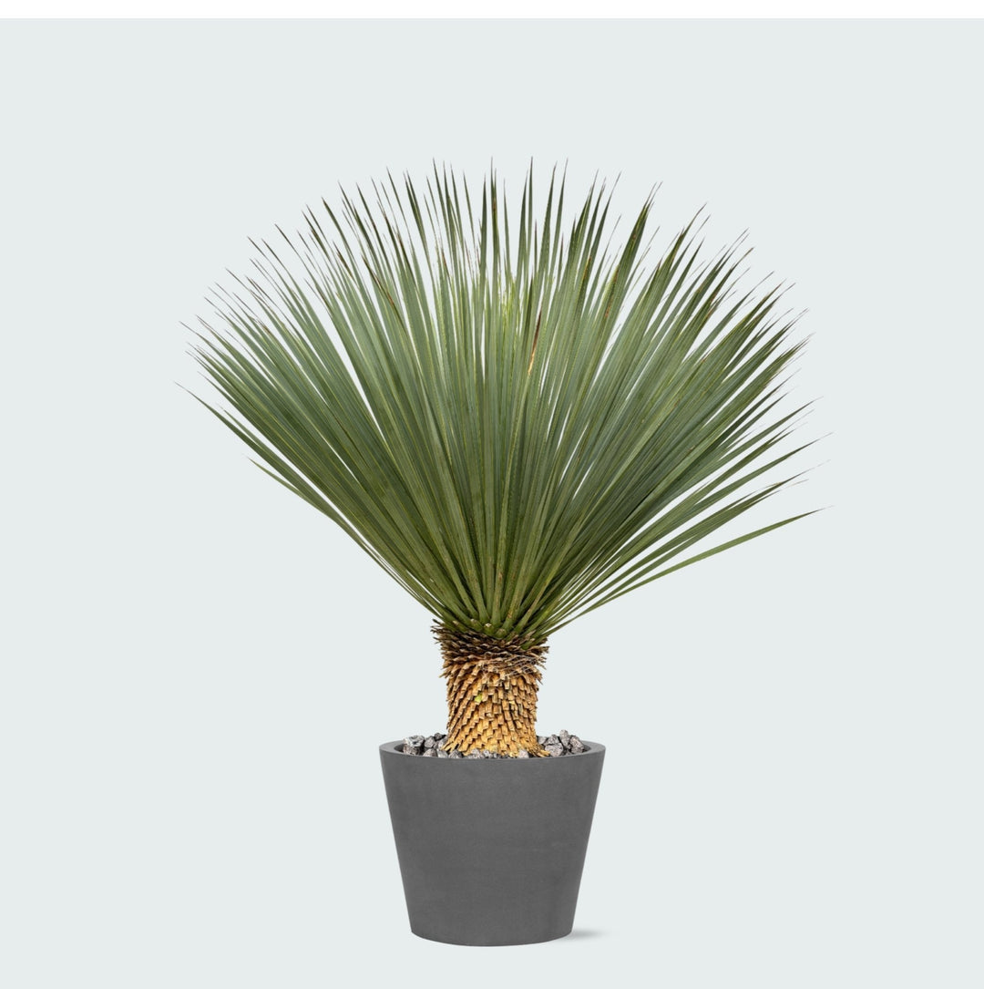 Combi deal - Yucca Rostrata op stam inclusief Bucket - 120 cm