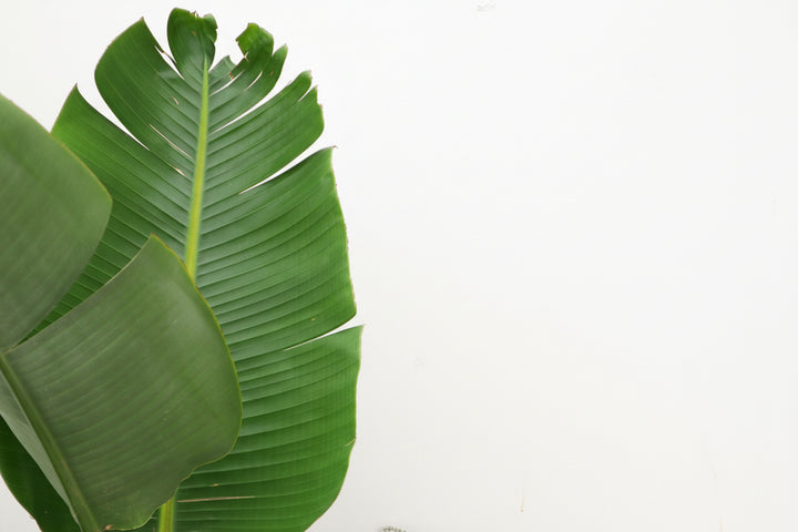 Strelitzia Augusta - Ø30 - 180cm - Paradijsvogelplant