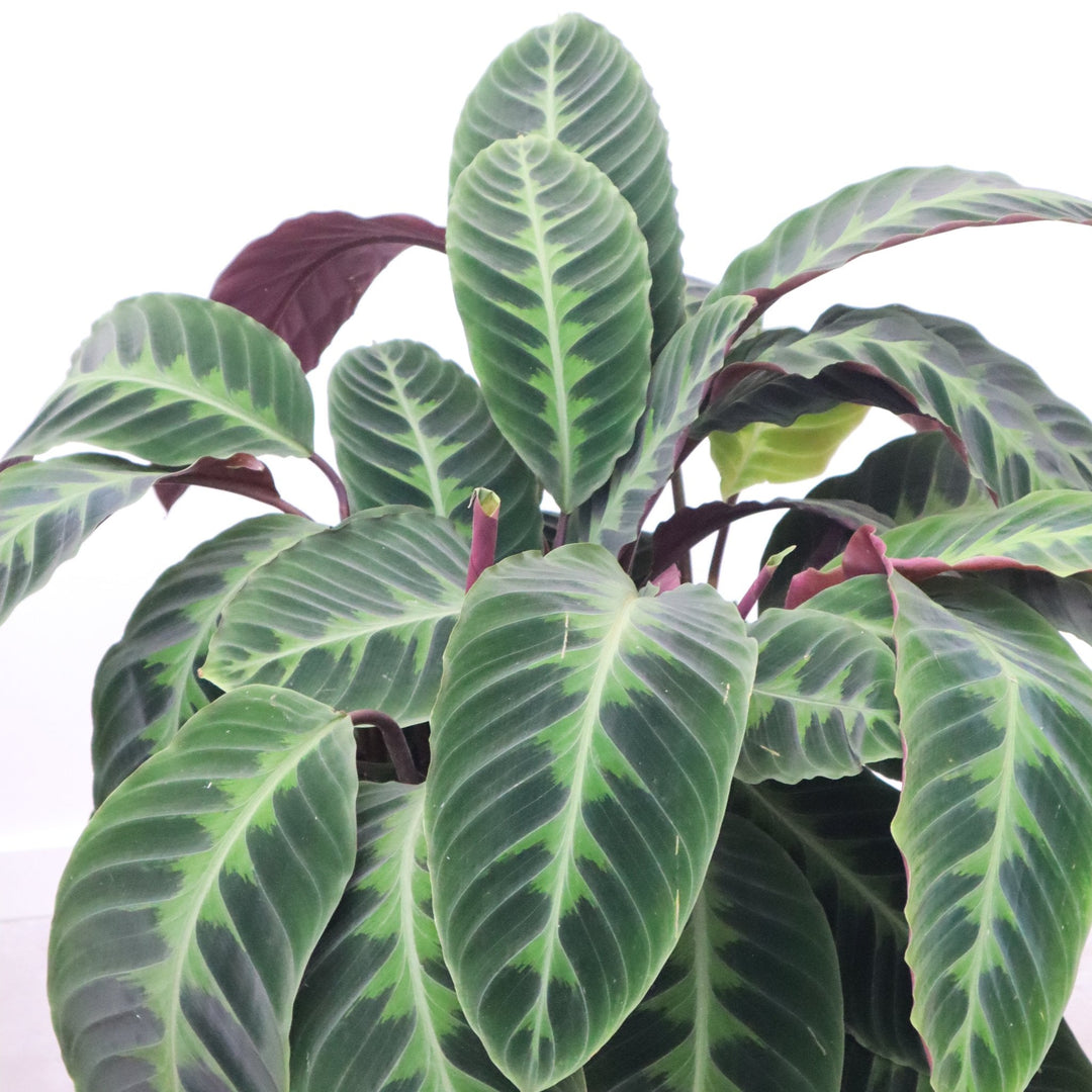 Calathea Warscewiczii - 90 cm
