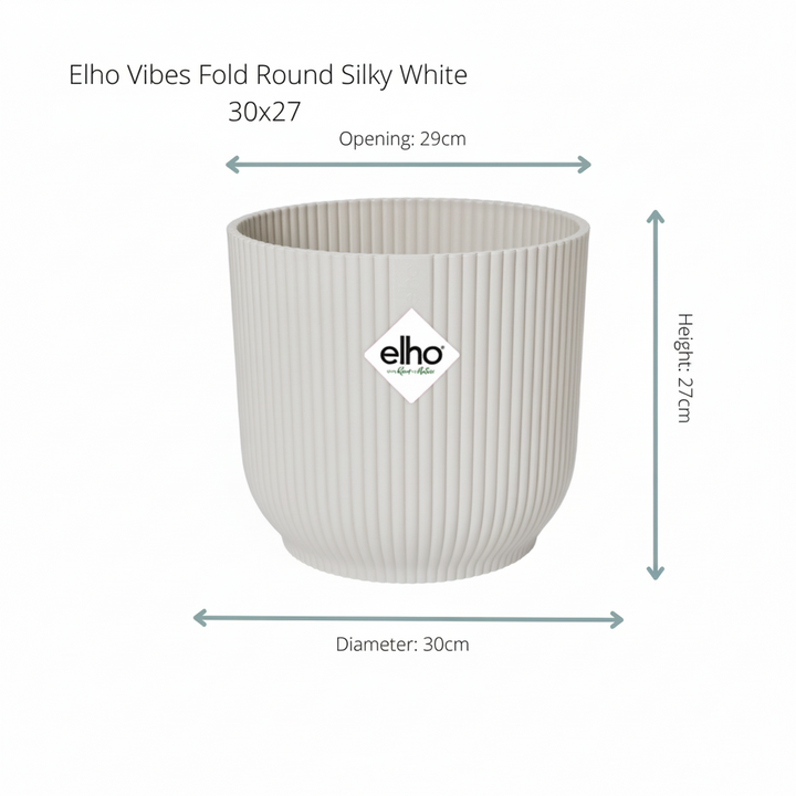 Combi deal - Kentia palm 160 6