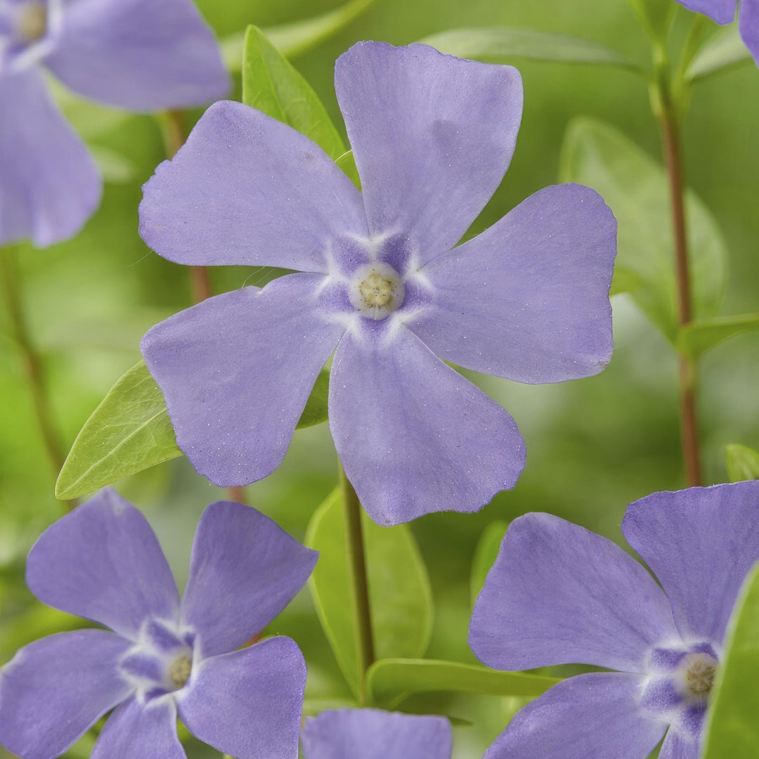 Vinca minor - 20cm - Petite pervenche - Acheter une plante d'intérieur