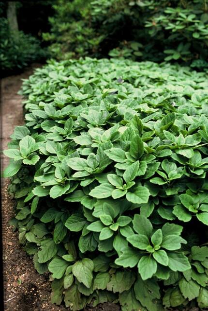 Pachysandra Terminalis - 20 cm - Immergrüner Bodendecker