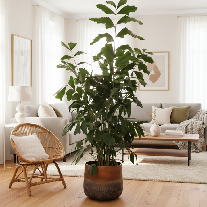 Caryota Mitis - 120cm - Fischschwanzpalme Tropisch