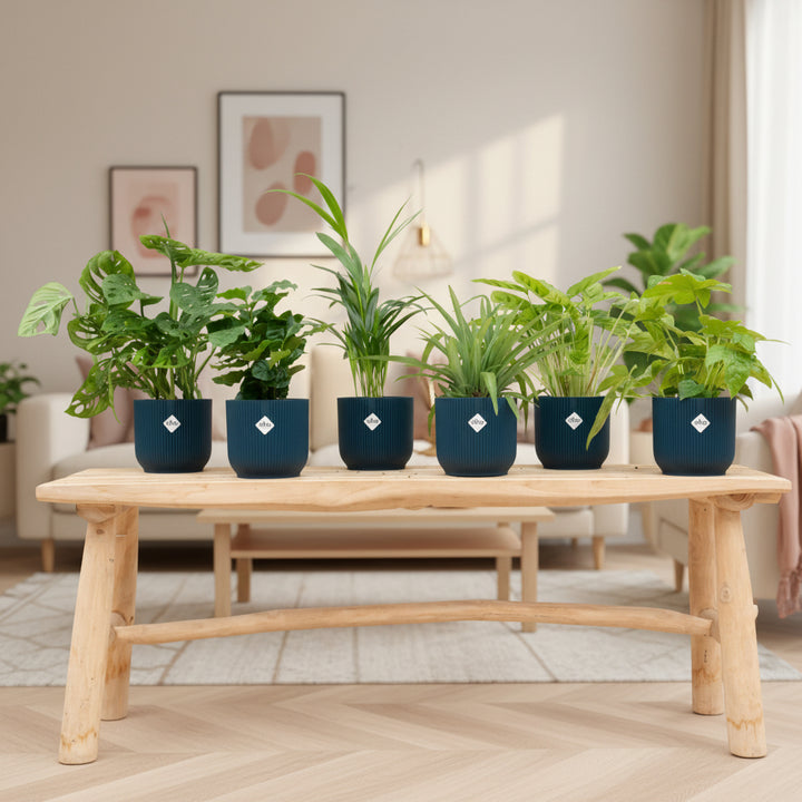 Überraschungsbox - 6 Pflanzen inkl. elho Vibes Fold Round Ø14