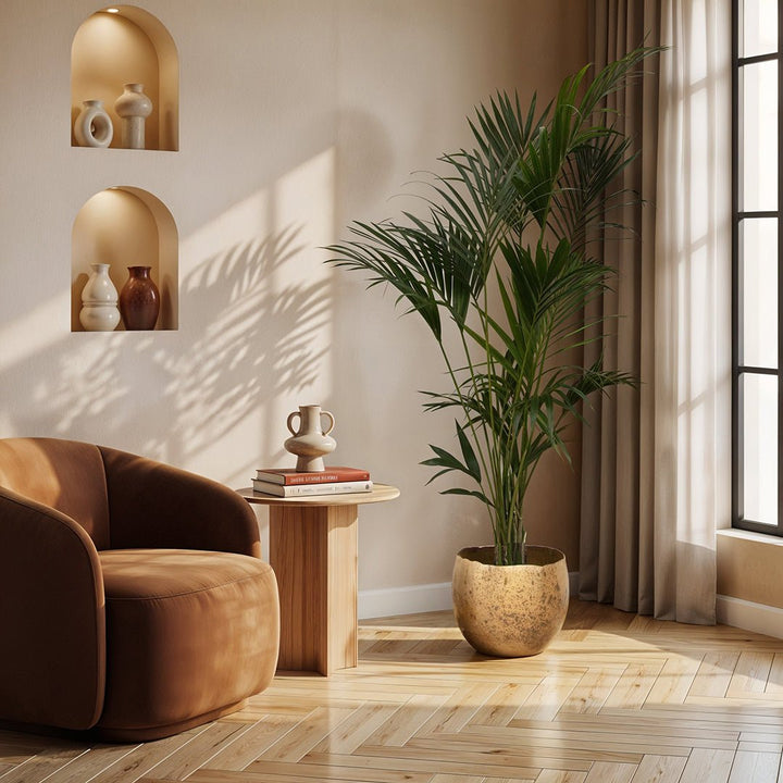 Kentia palm - 180cm - Acheter une plante d'intérieur