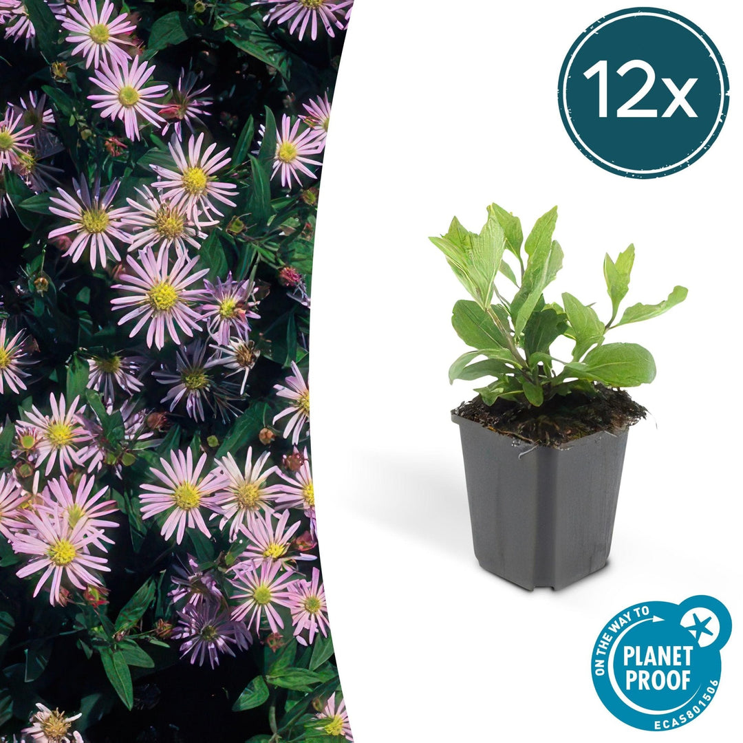 Aster Ageratoides 'Asran' - 20cm - Zimmerpflanze Kaufen