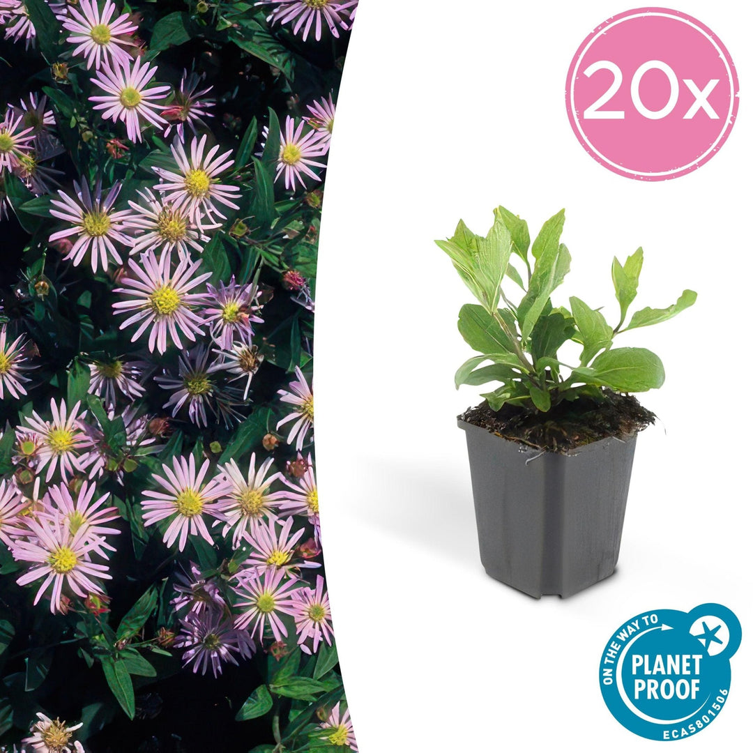 Aster Ageratoides 'Asran' - 20cm - Zimmerpflanze Kaufen