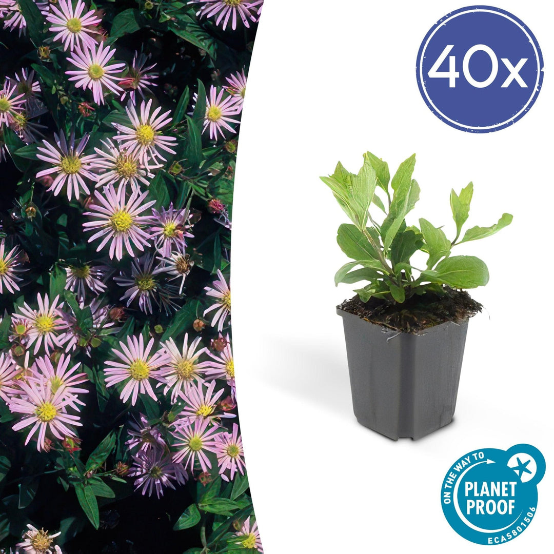 Aster Ageratoides 'Asran' - 20cm - Zimmerpflanze Kaufen