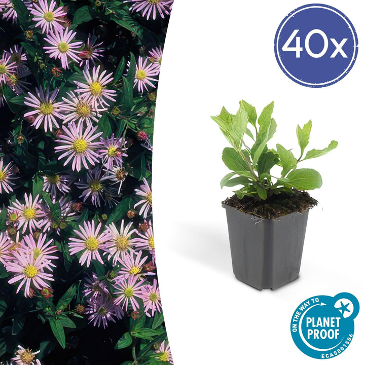 Aster Ageratoides 'Asran' - 20cm - Zimmerpflanze Kaufen