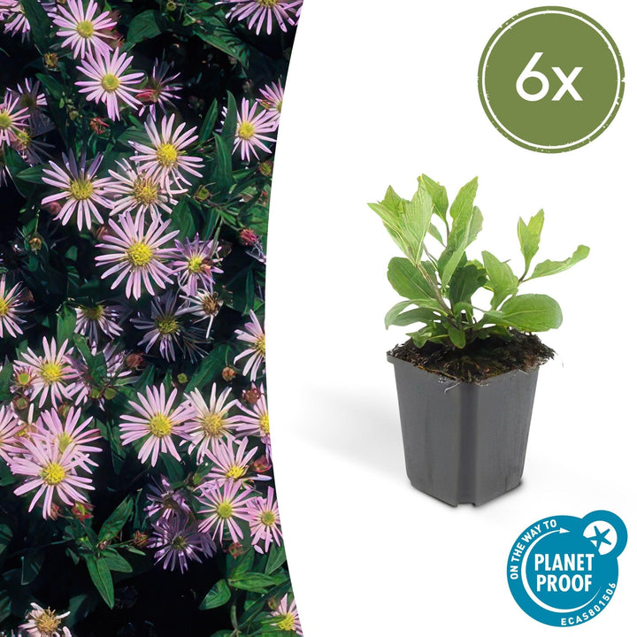 Aster Ageratoides 'Asran' - 20cm - Zimmerpflanze Kaufen
