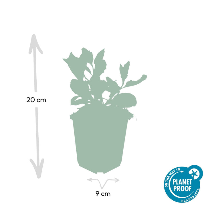 Aster Ageratoides 'Asran' - 20cm - Zimmerpflanze Kaufen