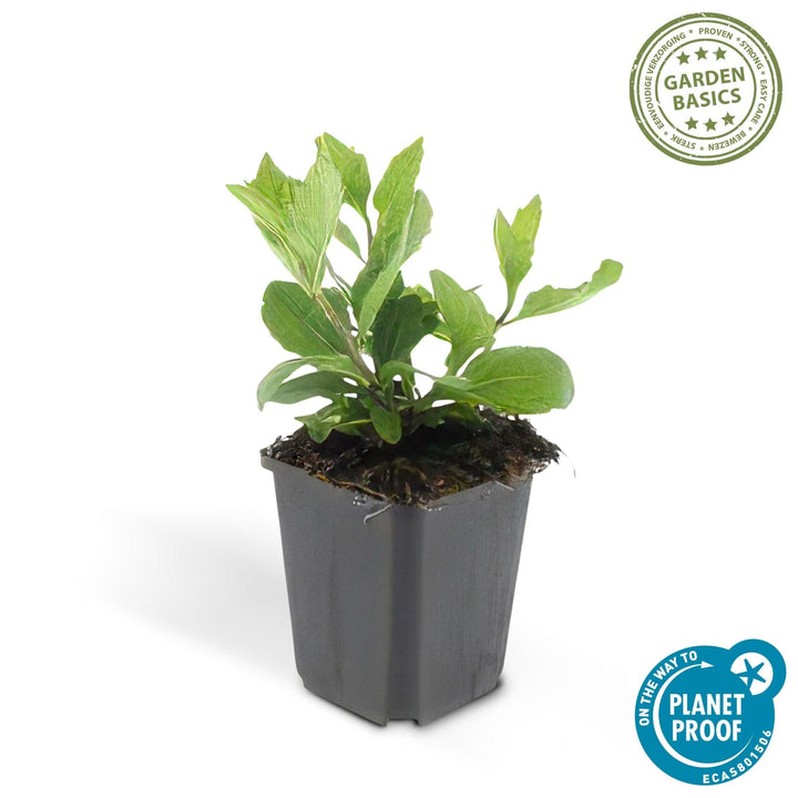 Aster Ageratoides 'Asran' - 20cm - Zimmerpflanze Kaufen