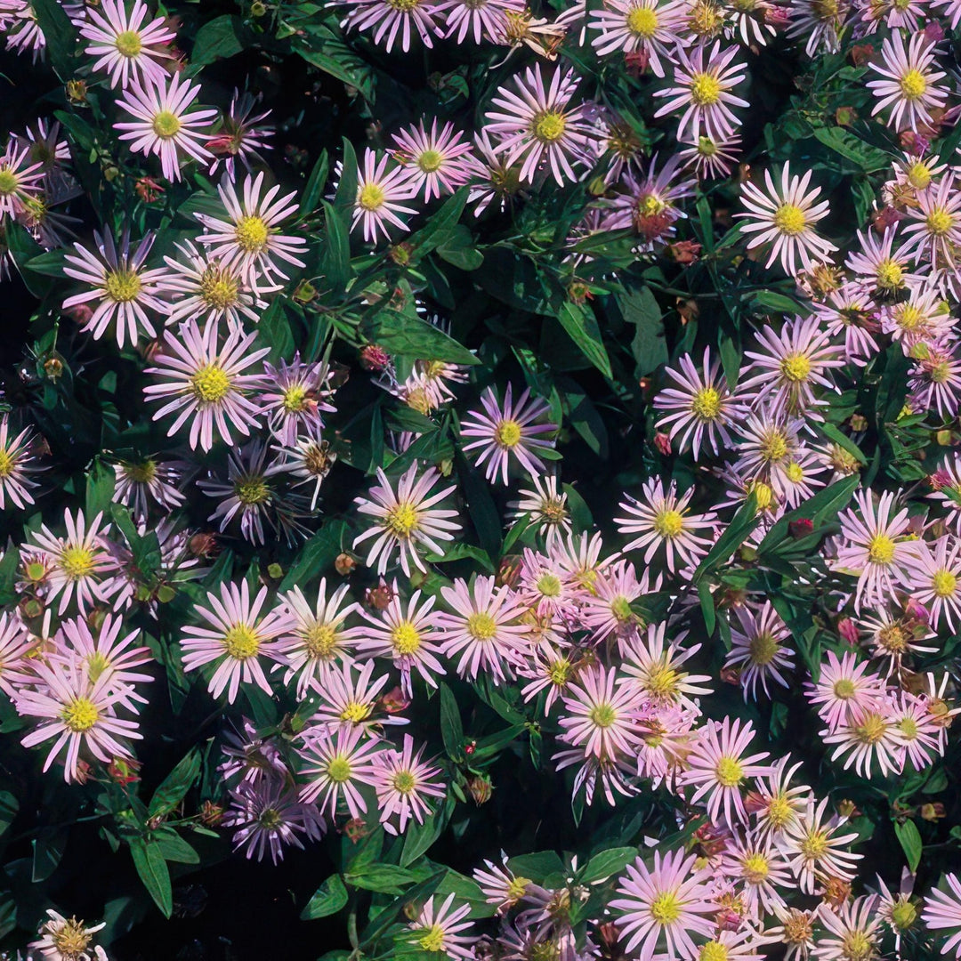 Aster Ageratoides 'Asran' - 20cm - Zimmerpflanze Kaufen