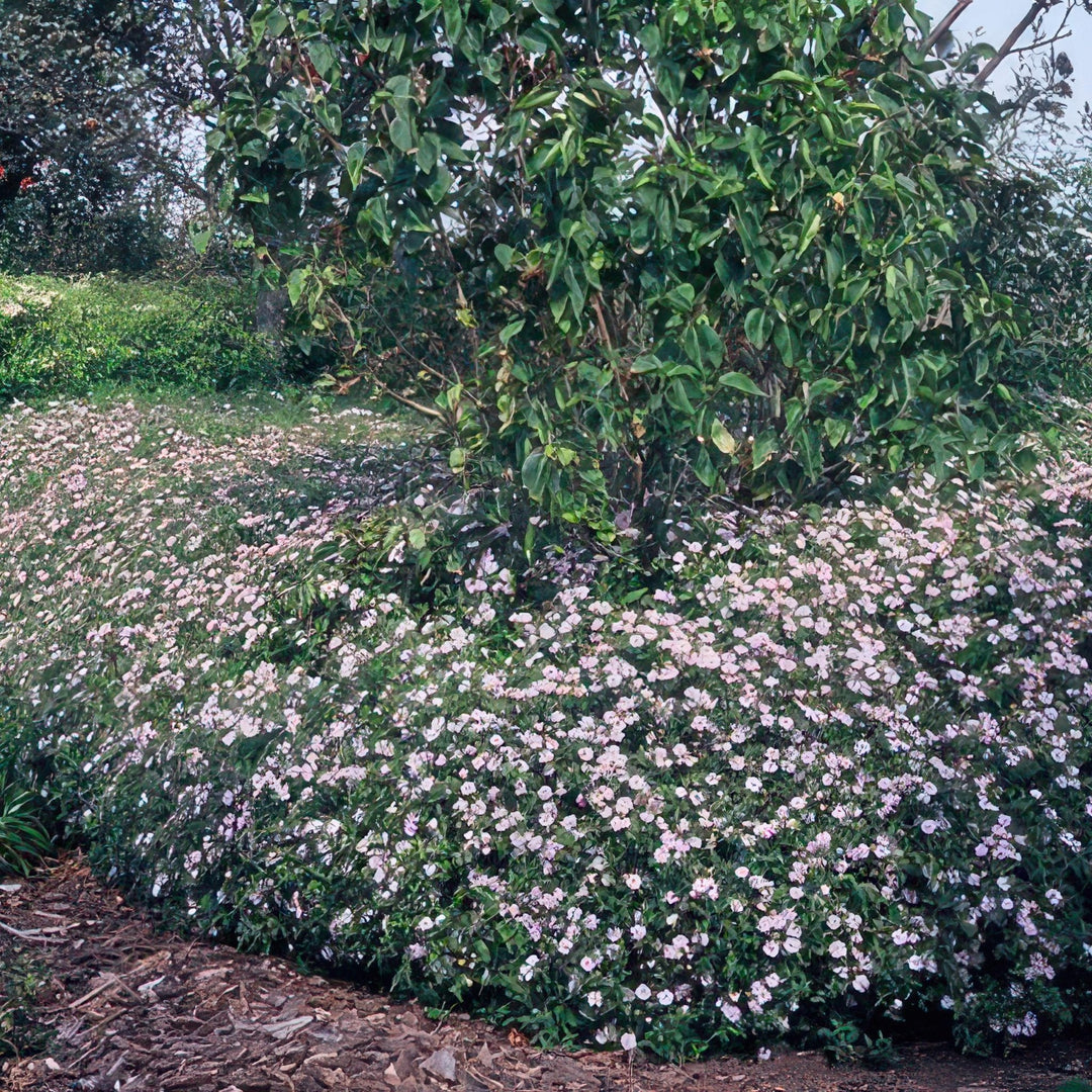 Aster Ageratoides 'Asran' - 20cm - Zimmerpflanze Kaufen