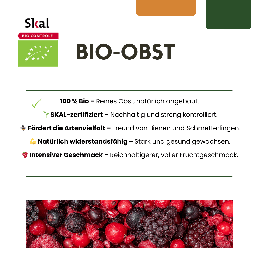 Bio-Stachelbeerpflanzen - 20 cm - Zimmerpflanze kaufen
