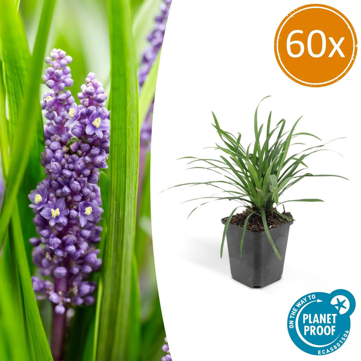 Liriope Muscari 'Big Blue' - 20cm - Kamerplant Kopen