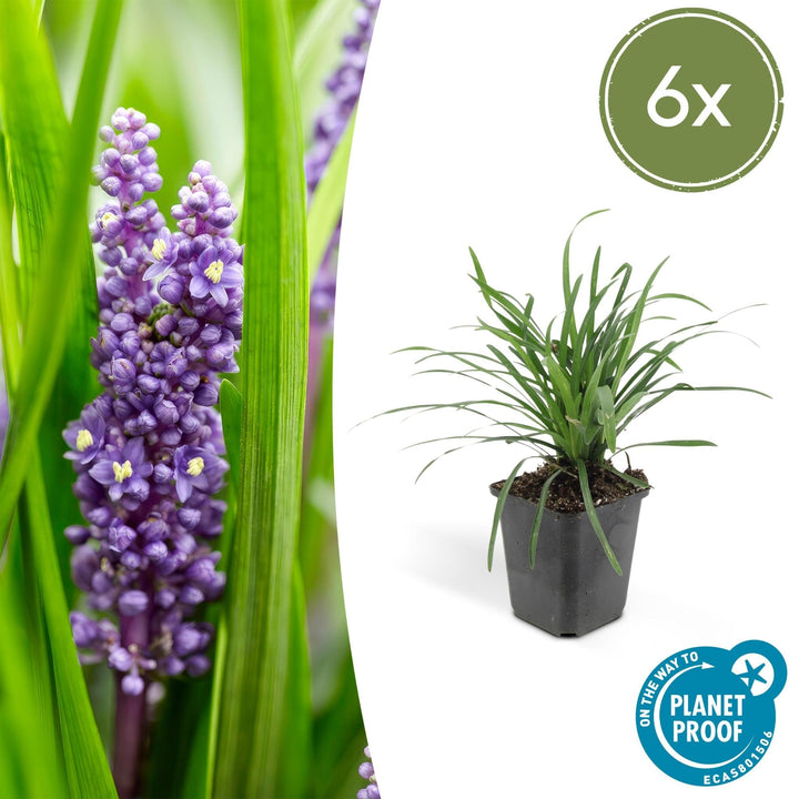 Liriope Muscari 'Big Blue' - 20cm - Kamerplant Kopen