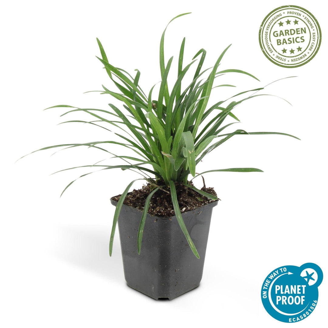 Liriope Muscari 'Big Blue' - 20cm - Kamerplant Kopen