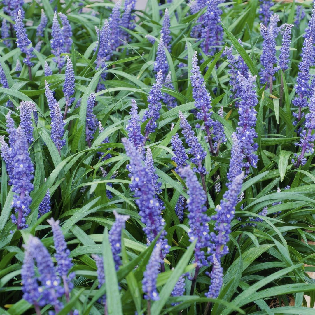 Liriope Muscari 'Big Blue' - 20cm - Kamerplant Kopen