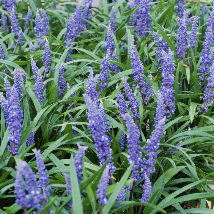 Liriope Muscari 'Big Blue' - 20cm - Kamerplant Kopen