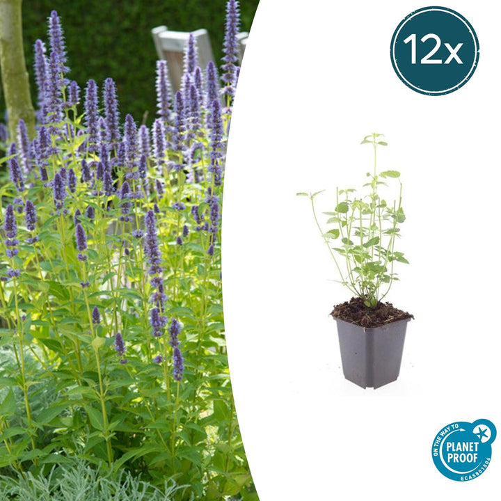 Agastache 'Black Adder' - 20cm - Zimmerpflanze Kaufen